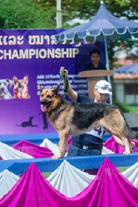 Dog show event