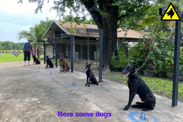 Featured Dog